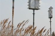 Birdhouses 