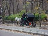 Horse & Carriage 