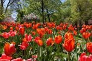 65182 04-30-03 Stuyvesant Sq Park Tulips 7.jpg 