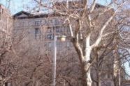 amazing tree.jpg 