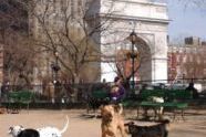 dogrun08.jpg 
