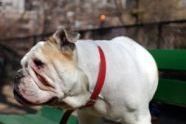 dogrun06.jpg 