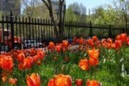 65182 04-30-03 Stuyvesant Sq Park Tulips 5.jpg 