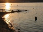 Evening1 