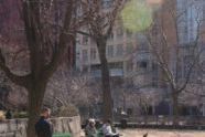 Photographs at the dog run in Washington Square Park. 