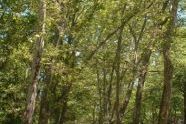Trees Line Your Path 
