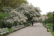 A Tree-Lined Path 