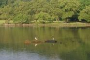Gulls on the Water 