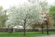 White and Pink 