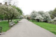 Trees in Spring 