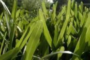 Grass 