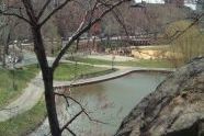 Looking Over the Park 