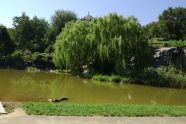 Weeping Willow 
