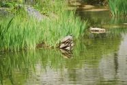 Turtles in the Water 