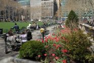 Tulips Greet the Early Spring 
