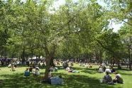 Madison Square Park lawn 