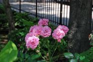 Flowers in St. Catherine's Park 