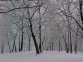 Forest Park-3-19-04  Winters last gasp...I  hope 