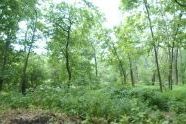 Forest Park 