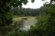 Forest Park 