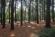 Forest Park 